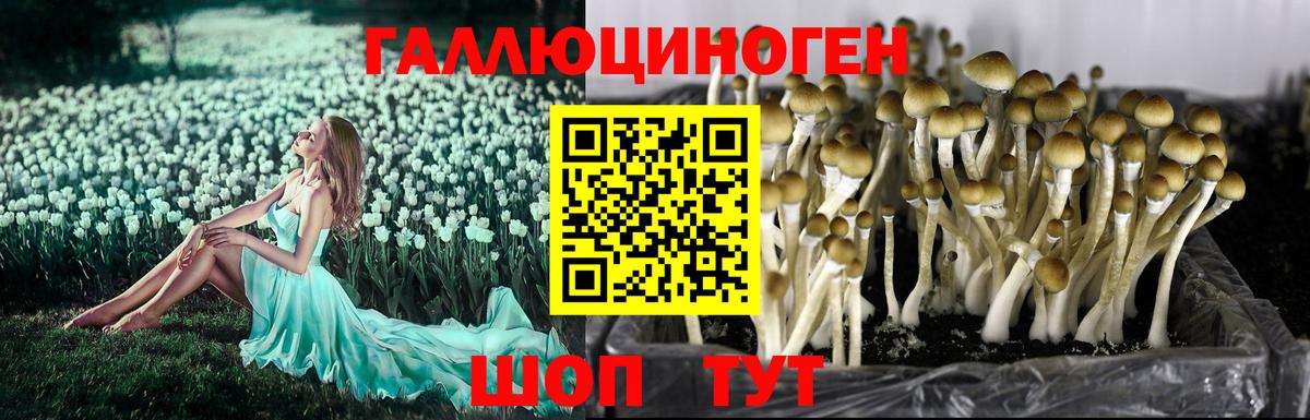 Псилоцибиновые грибы Psilocybine cubensis  Галлюциногенные грибы прущие грибы  Бугуруслан  Вход с VPN 